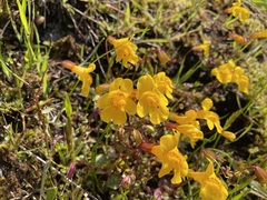 Erythranthe microphylla