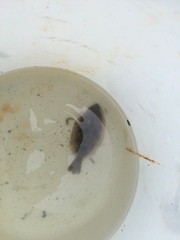 Paralichthys californicus