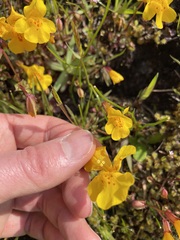 Erythranthe microphylla