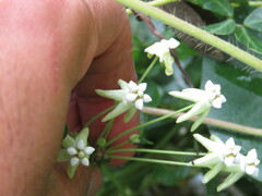 Funastrum bilobum