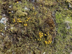 Erythranthe microphylla