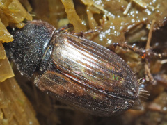 Melinopterus prodromus