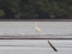 Ardea herodias occidentalis