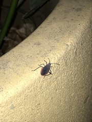 Jadera haematoloma