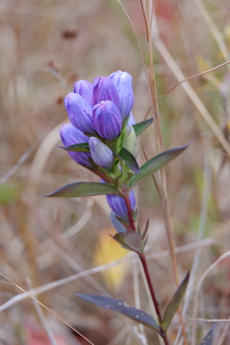 Image of Gentiana saponaria by (c) Bonnie Semmling, some rights reserved (CC BY)