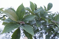 Ficus erecta beecheyana