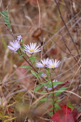 Symphyotrichum novi-belgii elodes