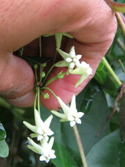 Funastrum bilobum