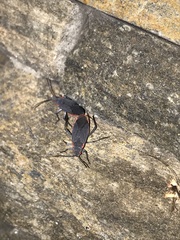Jadera haematoloma