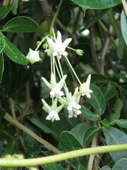 Funastrum bilobum