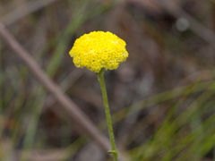 Craspedia variabilis