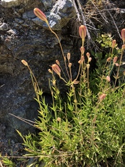 Lilium pardalinum pardalinum