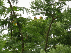 Eupsittula canicularis