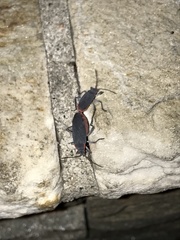 Jadera haematoloma