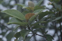 Ficus erecta beecheyana