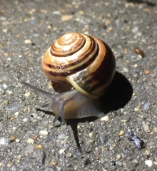 Cepaea nemoralis