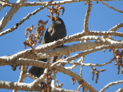 Turdus chiguanco