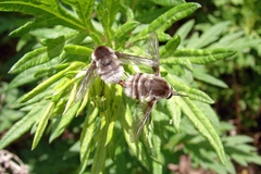 Bombylius incanus