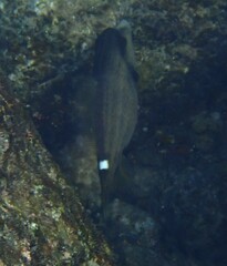 Cantherhines pardalis