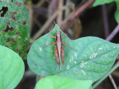 Orphulella
