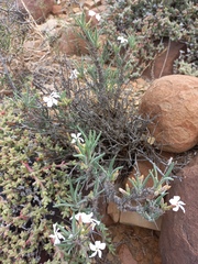 Pachypodium succulentum