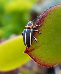 Eudiagogus episcopalis