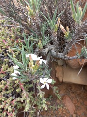 Pachypodium succulentum