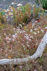 Symphyotrichum novi-belgii elodes