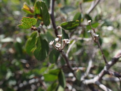 Ceanothus martini
