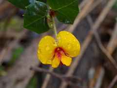 Platylobium triangulare