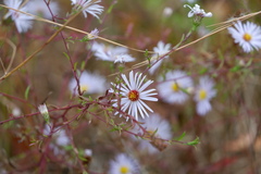 Symphyotrichum novi-belgii elodes