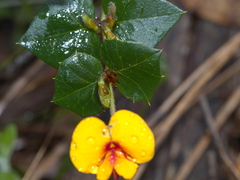 Platylobium triangulare