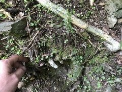 Asplenium hookerianum