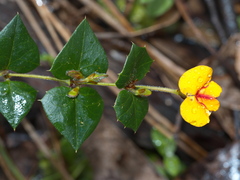 Platylobium triangulare