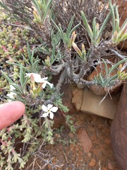 Pachypodium succulentum