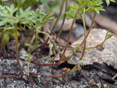 Xanthosia dissecta