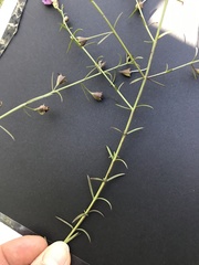 Agalinis strictifolia