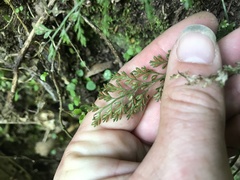 Asplenium hookerianum