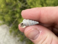 Cerithideopsis scalariformis