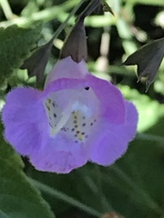 Agalinis strictifolia