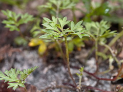 Xanthosia dissecta