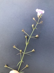 Agalinis strictifolia