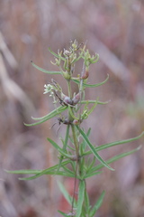 Neolasioptera perfoliata