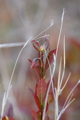 Rhododendron viscosum