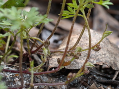Xanthosia dissecta