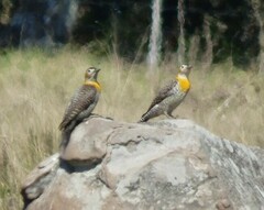 Colaptes campestris campestroides