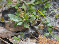 Xanthosia tasmanica