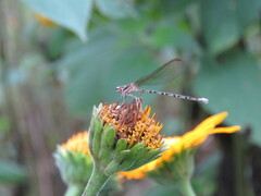 Argia