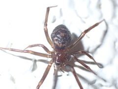 Steatoda grossa