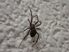 Steatoda grossa